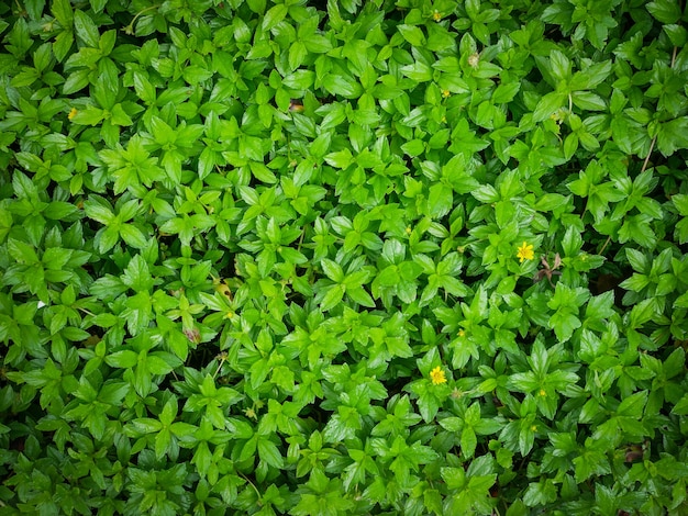 Zdjęcie drobne małe naturalne liście zieleni na letnie tapety