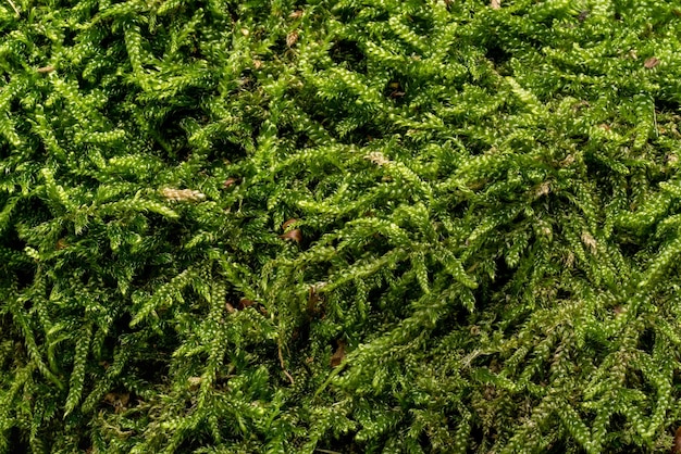 Drobny zielony mech, gatunek Ctenidium, rosnący w lesie na drzewie, zbliżenie makro-szczegółów