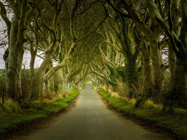 Droga Dark Hedges przez stare drzewa