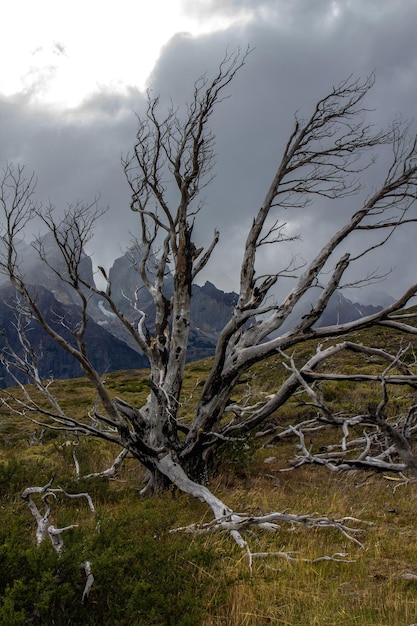 Droga do punktu widokowego Park Narodowy Los Cuernos Torres del Paine w chilijskiej Patagonii