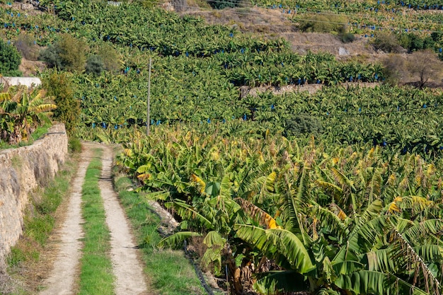 Droga Gruntowa Przez Plantację Bananów W Turcji