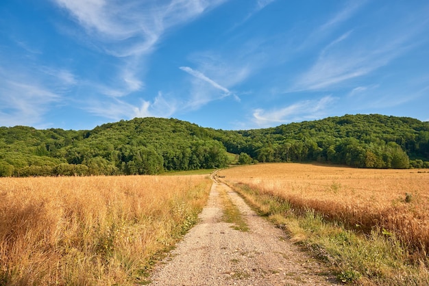 Droga gruntowa przez żółtą ziemię rolniczą prowadzącą do gęstego zielonego lasu w słoneczny dzień we Francji Kolorowy krajobraz przyrody wiejskich pól pszenicy w pobliżu cichego lasu z oszałamiającym błękitnym niebem z kopią przestrzeni