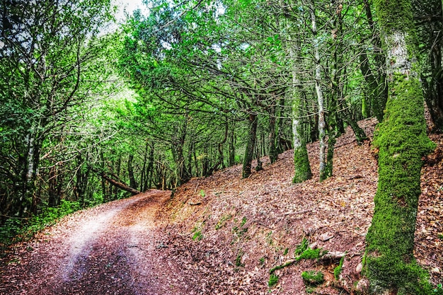 Droga gruntowa w drewnie efekt mapowania tonów HDR