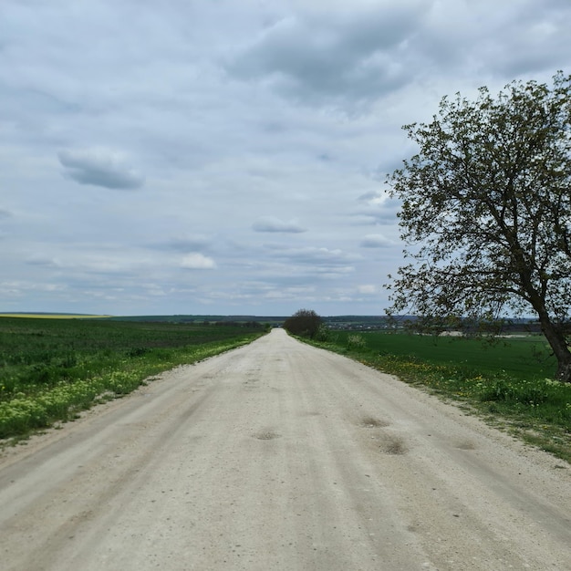 Droga gruntowa z drzewem pośrodku