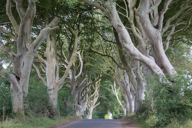 Droga i drzewa w ciemnych żywopłotach, hrabstwo antrim, irlandia północna, europa