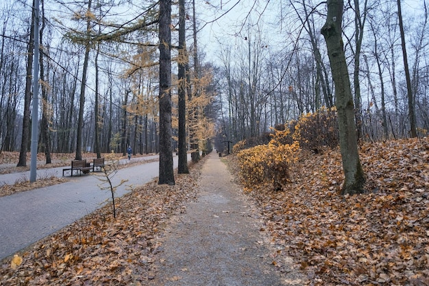 droga idąca w odległość w mieście jesieni park z drzewami iglastymi z żółtymi igłami