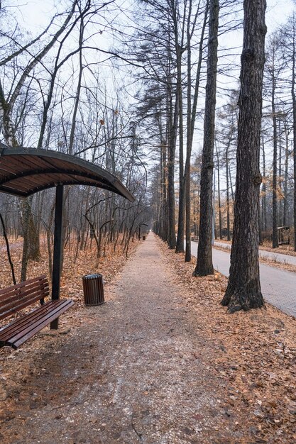 Zdjęcie droga idąca w odległość w mieście jesieni park z drzewami iglastymi z żółtymi igłami