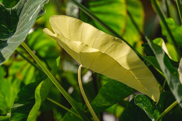 Droga mleczna Colocasia lub droga mleczna colocasis esculenta jest rośliną w araceae