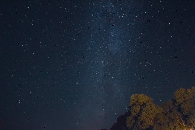 Droga Mleczna na gwiaździstym nocnym niebie z sosnami