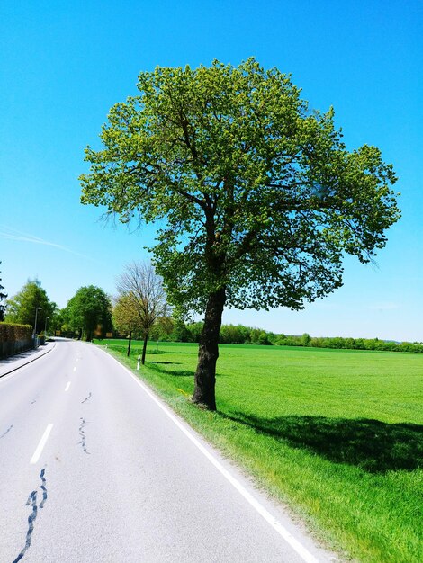 Zdjęcie droga pośród drzew na polu przeciwko niebu