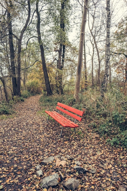 Droga pośród drzew w lesie jesienią