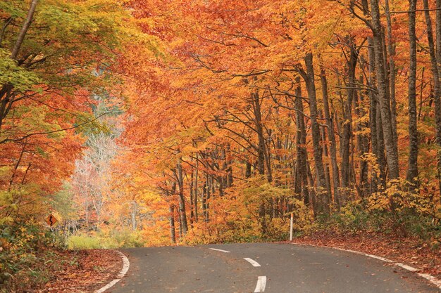 Droga pośród drzew w lesie jesienią