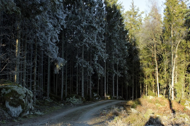 Droga pośród drzew w lesie