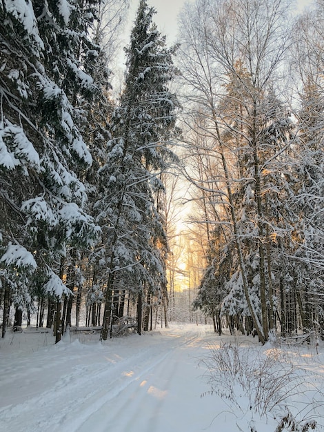Droga przez ośnieżone jodły z zachodem słońca na horyzoncie w zimowym lesie