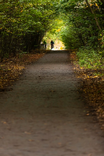 Droga przez park. Droga dla pieszych. Droga przez las