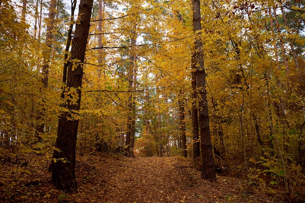 Droga w jesiennym lesie usiana żółtymi liśćmi.