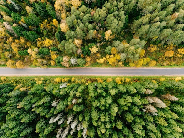 Droga w kolorowym jesiennym lesie z lotu ptaka