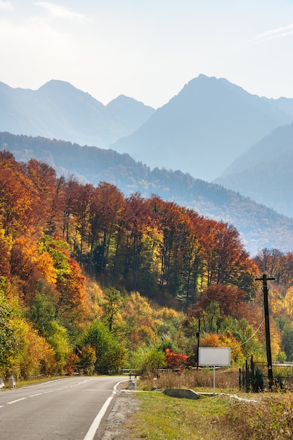 Droga W Lesie W Transfagarasan