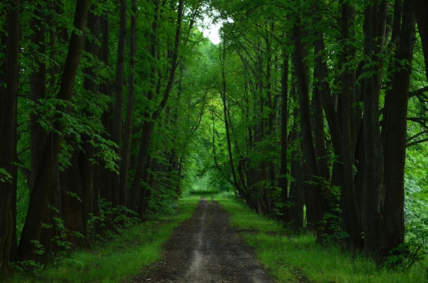 Droga w lesie Zielona aleja Bogate zielone tło Letni krajobraz