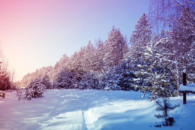 Droga w sosnowym lesie śnieżnym w słoneczny zimowy dzień. Naturalny krajobraz