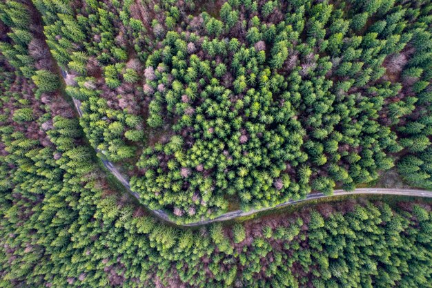 Droga w wiecznie zielonym lesie widok z drona