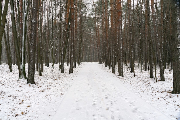 Droga w zaśnieżonym lesie. zimowy krajobraz