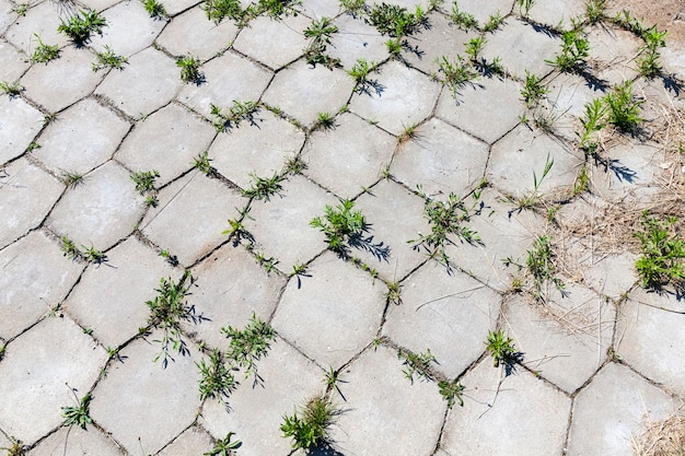 Droga z betonowych płytek przechodząca przez szwy, na których wyrosła zielona trawa i rośliny