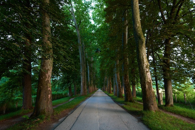 droga z drzewami w świeży letni poranek w pięknej alejce