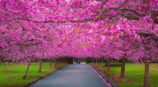 droga z drzewem z różowymi kwiatami