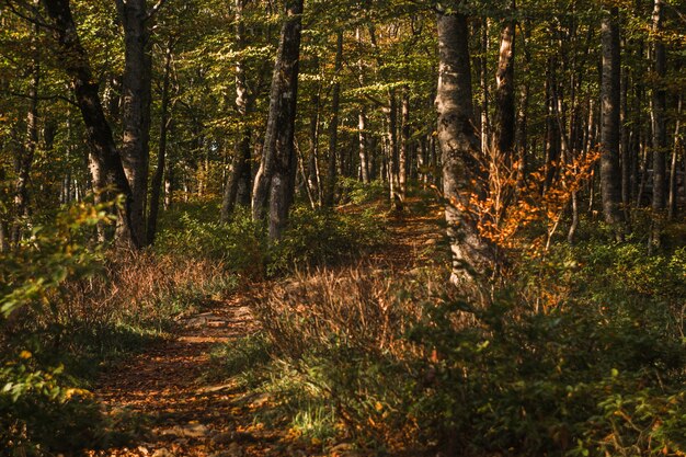 Droga z pomarańczowymi i zielonymi liśćmi w scenicznym jesień lesie