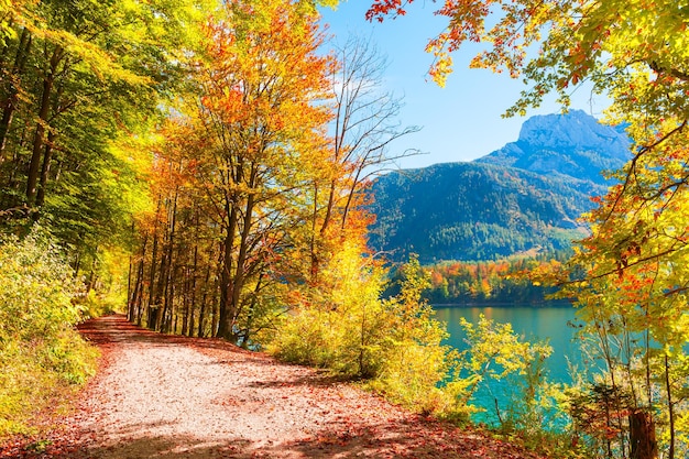 Droga z żółtymi jesiennymi drzewami na brzegu jeziora Vorderer Langbathsee w Alpach, Austria