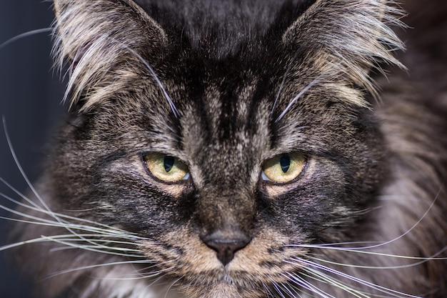Drogi kot maine coon patrzy w portret aparatu