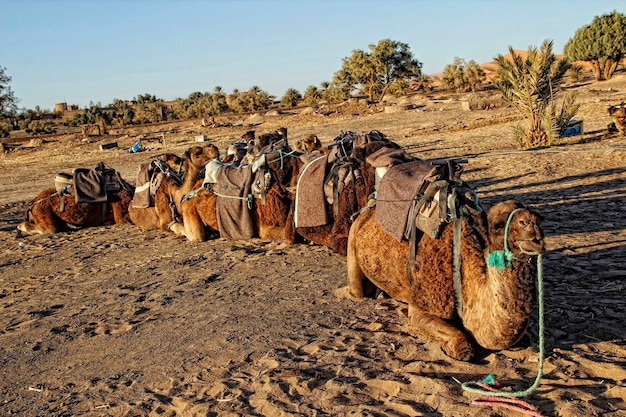 Dromadery z pustyni Merzouga. Maroko