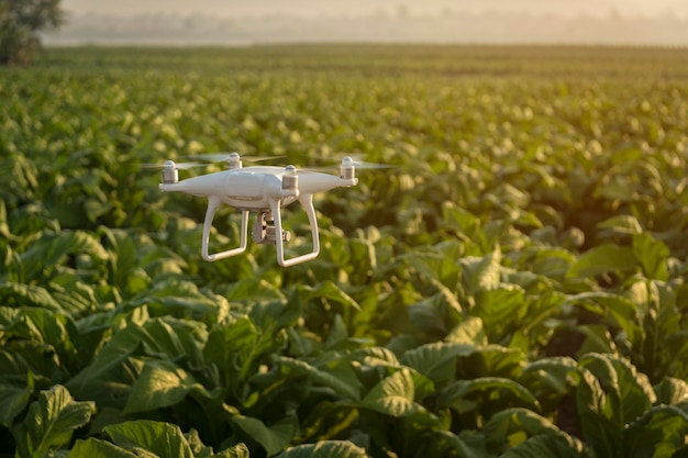 Dron latający nad roślinami na polu
