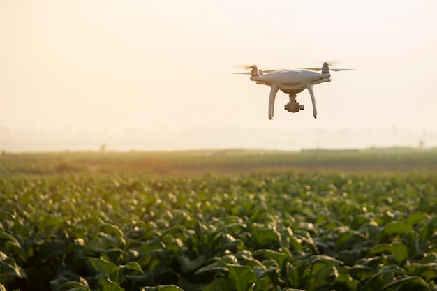 Dron latający nad roślinami na polu