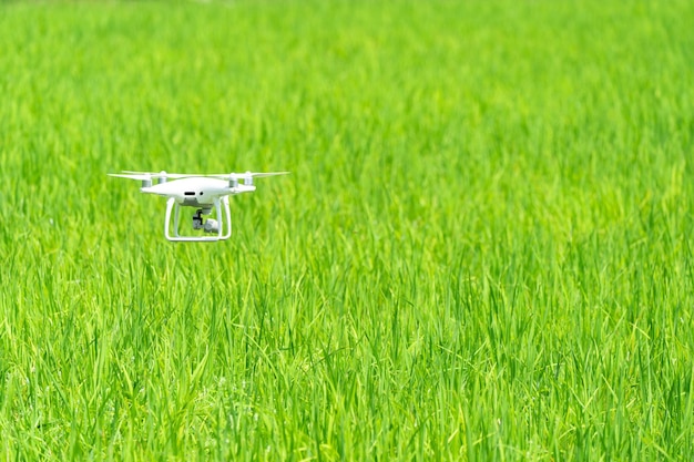 Dron leci na zielonym polu ryżu niełuskanego