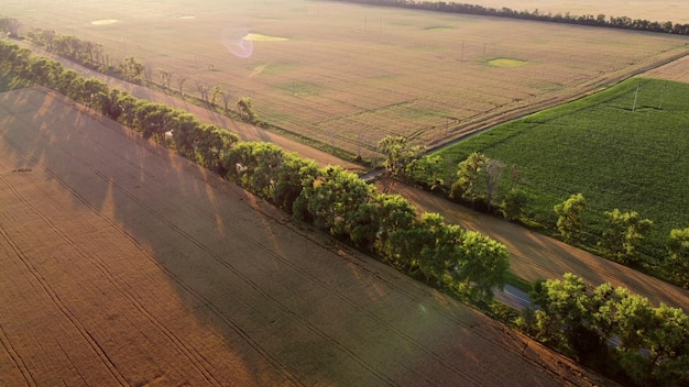 Dron przelatujący nad drogą między polami pszenicy o świcie zachodu słońca