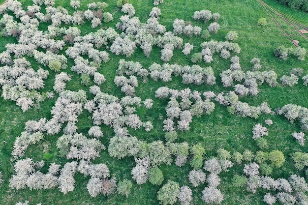 Dron z widokiem z góry jabłoni