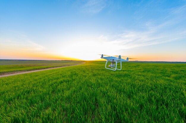 Drone quad copter na zielonym polu kukurydzy