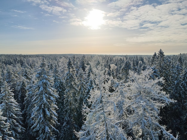 Drone strzał drzew pokrytych szronem i śniegiem.