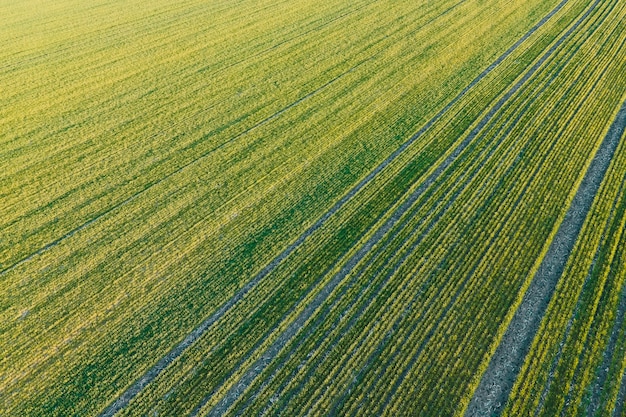 Drone widok upraw na polach rolnych niesamowity widok zielonego pola pszenicy piękny widok pola z lotu ptaka podczas kinowego ujęcia rolnictwa pola pszenicy wczesną wiosną