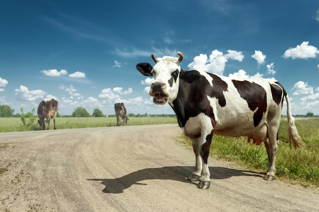 Dropiaty krowy pasące się na pięknej zielonej łące na tle błękitnego nieba.