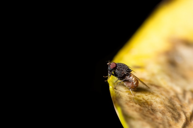 Drosophila makro na rośliny
