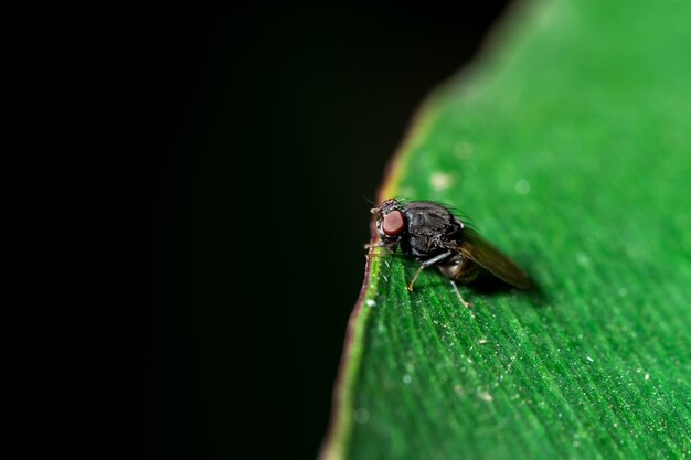 Drosophila na liściu