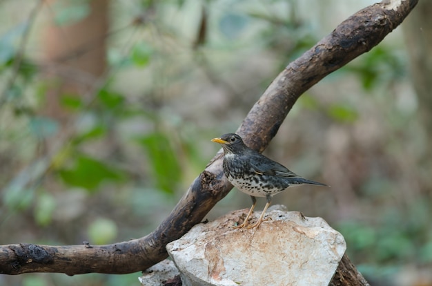 Drozd japoński (Turdus cardis)