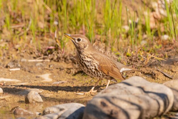 Drozd śpiewak Turdus philomelos Malaga Hiszpania