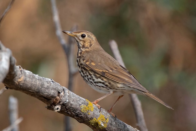 Drozd śpiewak Turdus philomelos Malaga Hiszpania