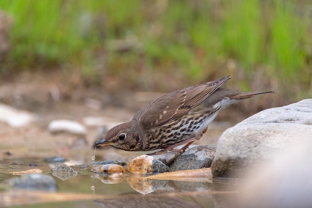 Zdjęcie drozd śpiewak turdus philomelos malaga hiszpania