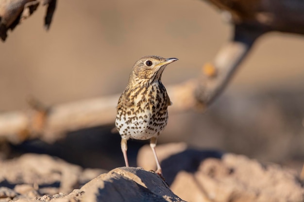 Drozd śpiewak (Turdus philomelos) Malaga, Hiszpania