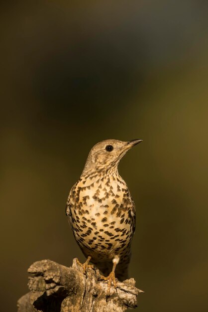 Drożdżyca Jemioła Turdus Viscivorus Siedzący Na Gałęzi Hiszpania Alicante